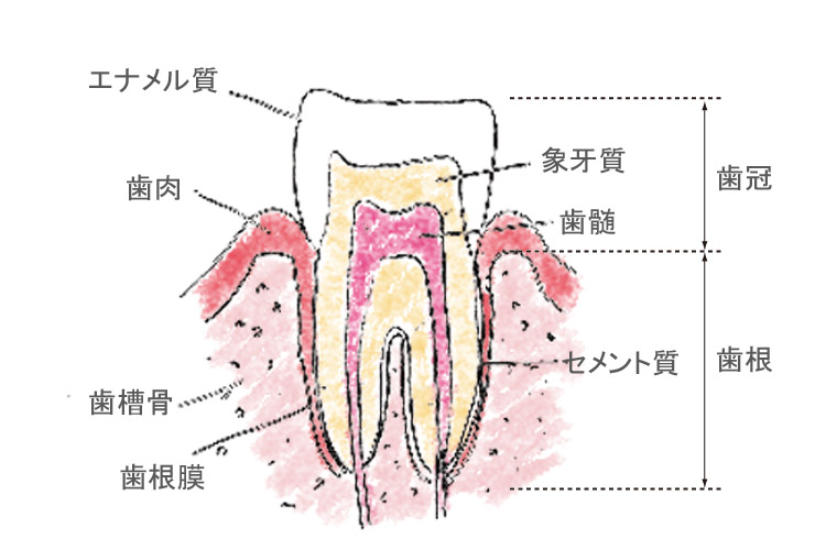 歯の基本構造